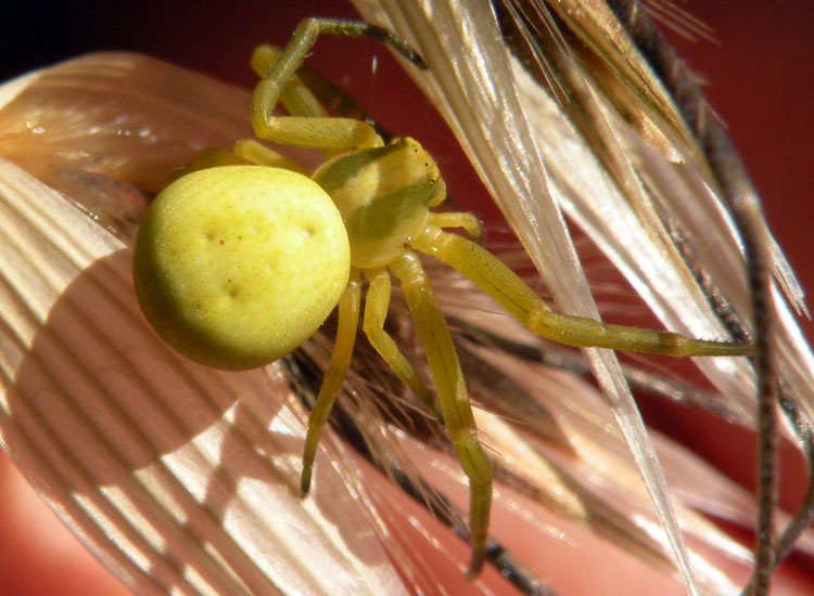 Misumena vatia